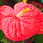 Anthurium - Flamingoblume: Anbau und Pflege