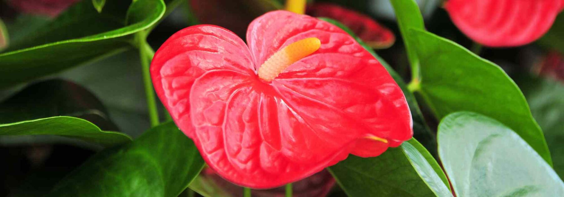 Anthurium - Flamingoblume: Pflege und Kultivierung
