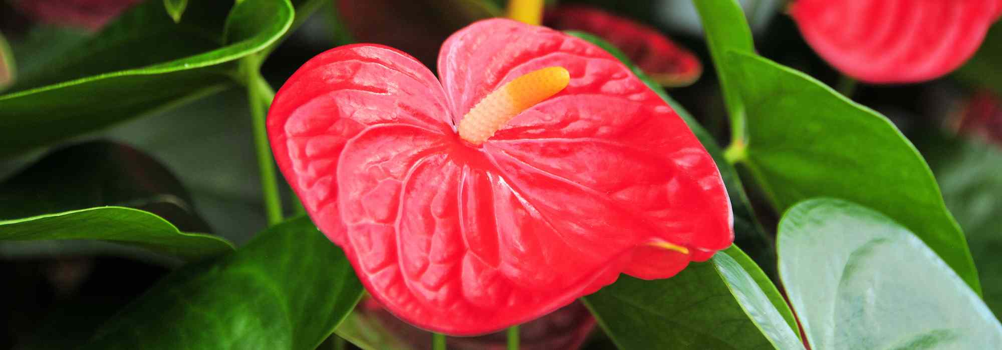 Anthurium - Flamingoblume: Anbau und Pflege