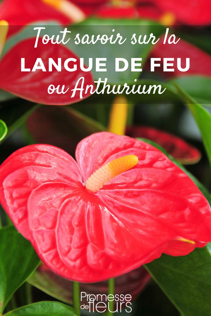 Anthurium Anthurium - Flamingoblume: Pflege und Kultivierung