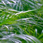 Areca: Pflege, Pflanzung und Pflege der Zimmerpalme
