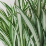 Chlorophytum - Grünlilie: Pflanzen und Pflegen