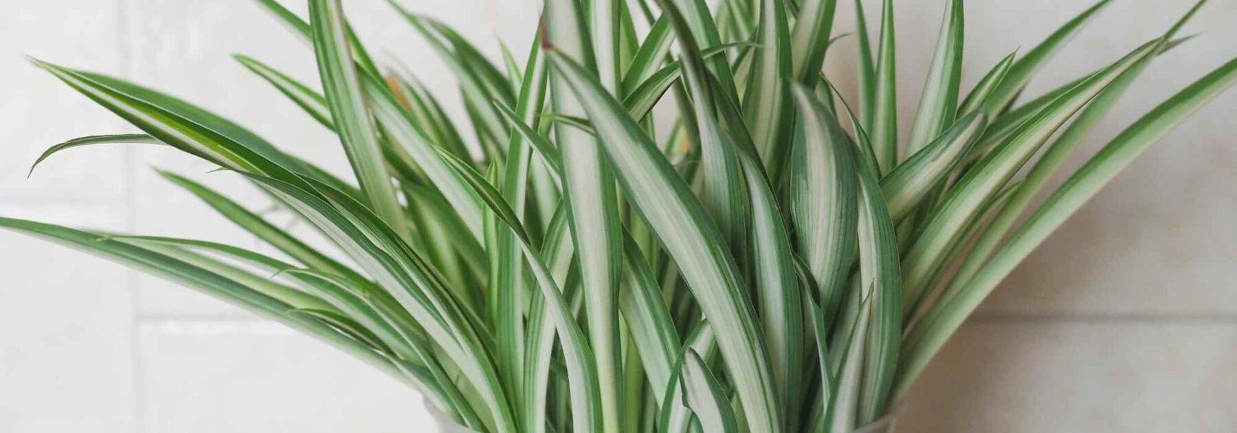 Chlorophytum - Grünlilie: Pflanzen und Pflegen