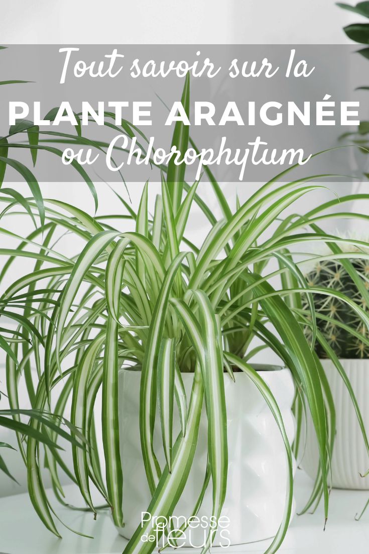 Chlorophytum Chlorophytum - Grünlilie: Pflanzen und Pflegen