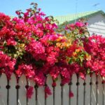 Kletterpflanze pflanzen: So geht’s im Garten?