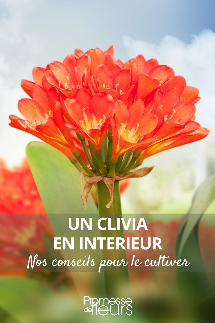 Clivia im Topf
