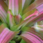 **Cryptanthus - Cryptanthe: Anbau und Pflege**  

Cryptanthus, auch bekannt als Cryptanthe oder Erdstern, ist eine faszinierende Pflanze aus der Familie der Bromeliengewächse. Mit ihren farbenfrohen Blättern und ihrer pflegeleichten Natur ist sie eine beliebte Wahl für Zimmerpflanzenliebhaber. Hier erfahren Sie, wie Sie diese exotische Schönheit erfolgreich kultivieren und pflegen können.  

### **Standort und Licht**  
Cryptanthus bevorzugt einen hellen Standort ohne direkte Mittagssonne. Ein Platz mit indirektem Licht, zum Beispiel in der Nähe eines Ost- oder Westfensters, ist ideal. Zu viel direkte Sonne kann die Blätter verbrennen, während zu wenig Licht die Farben verblassen lässt.  

### **Boden und Pflanzung**  
Diese Pflanzen gedeihen am besten in einer gut durchlässigen, lockeren Erde. Eine Mischung aus Orchideensubstrat und etwas Torf oder Kokosfasern eignet sich perfekt. Achten Sie darauf, dass der Topf Drainagelöcher hat, um Staunässe zu vermeiden.  

### **Bewässerung**  
Cryptanthus mag es gleichmäßig feucht, aber nicht nass. Gießen Sie die Pflanze, wenn die oberste Erdschicht leicht angetrocknet ist. Verwenden Sie am besten zimmerwarmes, kalkarmes Wasser. Vermeiden Sie es, Wasser in die Rosette der Pflanze zu gießen, da dies zu Fäulnis führen kann.  

### **Luftfeuchtigkeit**  
Als tropische Pflanze schätzt Cryptanthus eine hohe Luftfeuchtigkeit. Besprühen Sie die Blätter regelmäßig mit Wasser oder stellen Sie die Pflanze auf eine mit Wasser gefüllte Schale und Kieselsteine, um die Luftfeuchtigkeit zu erhöhen.  

### **Düngung**  
Während der Wachstumsperiode (Frühling bis Sommer) können Sie die Pflanze alle 4–6 Wochen mit einem verdünnten Flüssigdünger für Bromelien oder Zimmerpflanzen versorgen. Im Herbst und Winter ist keine Düngung notwendig.  

### **Vermehrung**  
Cryptanthus bildet Ableger, sogenannte Kindel, die sich um die Mutterpflanze herum entwickeln. Diese können vorsichtig abgetrennt und in eigene Töpfe gepflanzt werden, sobald sie etwa ein Drittel der Größe der Mutterpflanze erreicht haben.  

### **Schädlinge und Krankheiten**  
Cryptanthus ist relativ resistent gegen Schädlinge, kann aber gelegentlich von Spinnmilben oder Wollläusen befallen werden. Kontrollieren Sie die Pflanze regelmäßig und behandeln Sie sie bei Bedarf mit einem milden Insektizid oder Hausmitteln wie Seifenlauge.  

### **Fazit**  
Mit ihren auffälligen Blättern und minimalen Pflegeansprüchen ist die Cryptanthus eine wunderbare Bereicherung für jede Pflanzensammlung. Geben Sie ihr das richtige Licht, eine angemessene Bewässerung und etwas Feuchtigkeit, und sie wird Sie mit ihrer Schönheit belohnen.  

Entdecken Sie unsere Auswahl an Cryptanthus-Sorten und bringen Sie ein Stück Tropen in Ihr Zuhause!