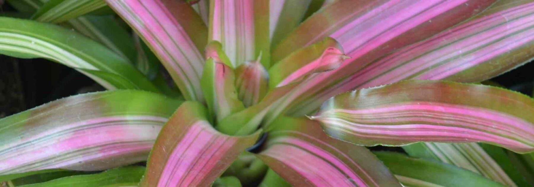 **Cryptanthus - Cryptanthe: Anbau und Pflege**  

Cryptanthus, auch bekannt als Cryptanthe oder Erdstern, ist eine faszinierende Pflanze aus der Familie der Bromeliengewächse. Mit ihren farbenfrohen Blättern und ihrer pflegeleichten Natur ist sie eine beliebte Wahl für Zimmerpflanzenliebhaber. Hier erfahren Sie, wie Sie diese exotische Schönheit erfolgreich kultivieren und pflegen können.  

### **Standort und Licht**  
Cryptanthus bevorzugt einen hellen Standort ohne direkte Mittagssonne. Ein Platz mit indirektem Licht, zum Beispiel in der Nähe eines Ost- oder Westfensters, ist ideal. Zu viel direkte Sonne kann die Blätter verbrennen, während zu wenig Licht die Farben verblassen lässt.  

### **Boden und Pflanzung**  
Diese Pflanzen gedeihen am besten in einer gut durchlässigen, lockeren Erde. Eine Mischung aus Orchideensubstrat und etwas Torf oder Kokosfasern eignet sich perfekt. Achten Sie darauf, dass der Topf Drainagelöcher hat, um Staunässe zu vermeiden.  

### **Bewässerung**  
Cryptanthus mag es gleichmäßig feucht, aber nicht nass. Gießen Sie die Pflanze, wenn die oberste Erdschicht leicht angetrocknet ist. Verwenden Sie am besten zimmerwarmes, kalkarmes Wasser. Vermeiden Sie es, Wasser in die Rosette der Pflanze zu gießen, da dies zu Fäulnis führen kann.  

### **Luftfeuchtigkeit**  
Als tropische Pflanze schätzt Cryptanthus eine hohe Luftfeuchtigkeit. Besprühen Sie die Blätter regelmäßig mit Wasser oder stellen Sie die Pflanze auf eine mit Wasser gefüllte Schale und Kieselsteine, um die Luftfeuchtigkeit zu erhöhen.  

### **Düngung**  
Während der Wachstumsperiode (Frühling bis Sommer) können Sie die Pflanze alle 4–6 Wochen mit einem verdünnten Flüssigdünger für Bromelien oder Zimmerpflanzen versorgen. Im Herbst und Winter ist keine Düngung notwendig.  

### **Vermehrung**  
Cryptanthus bildet Ableger, sogenannte Kindel, die sich um die Mutterpflanze herum entwickeln. Diese können vorsichtig abgetrennt und in eigene Töpfe gepflanzt werden, sobald sie etwa ein Drittel der Größe der Mutterpflanze erreicht haben.  

### **Schädlinge und Krankheiten**  
Cryptanthus ist relativ resistent gegen Schädlinge, kann aber gelegentlich von Spinnmilben oder Wollläusen befallen werden. Kontrollieren Sie die Pflanze regelmäßig und behandeln Sie sie bei Bedarf mit einem milden Insektizid oder Hausmitteln wie Seifenlauge.  

### **Fazit**  
Mit ihren auffälligen Blättern und minimalen Pflegeansprüchen ist die Cryptanthus eine wunderbare Bereicherung für jede Pflanzensammlung. Geben Sie ihr das richtige Licht, eine angemessene Bewässerung und etwas Feuchtigkeit, und sie wird Sie mit ihrer Schönheit belohnen.  

Entdecken Sie unsere Auswahl an Cryptanthus-Sorten und bringen Sie ein Stück Tropen in Ihr Zuhause!