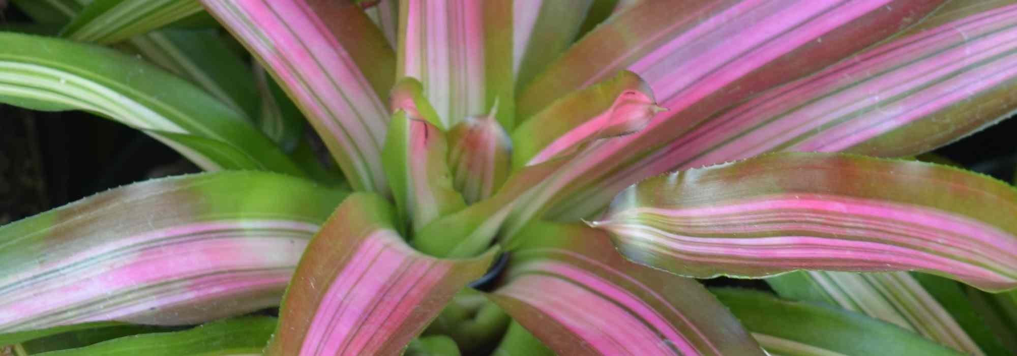 Cryptanthus - Erdstern: Anbau und Pflege