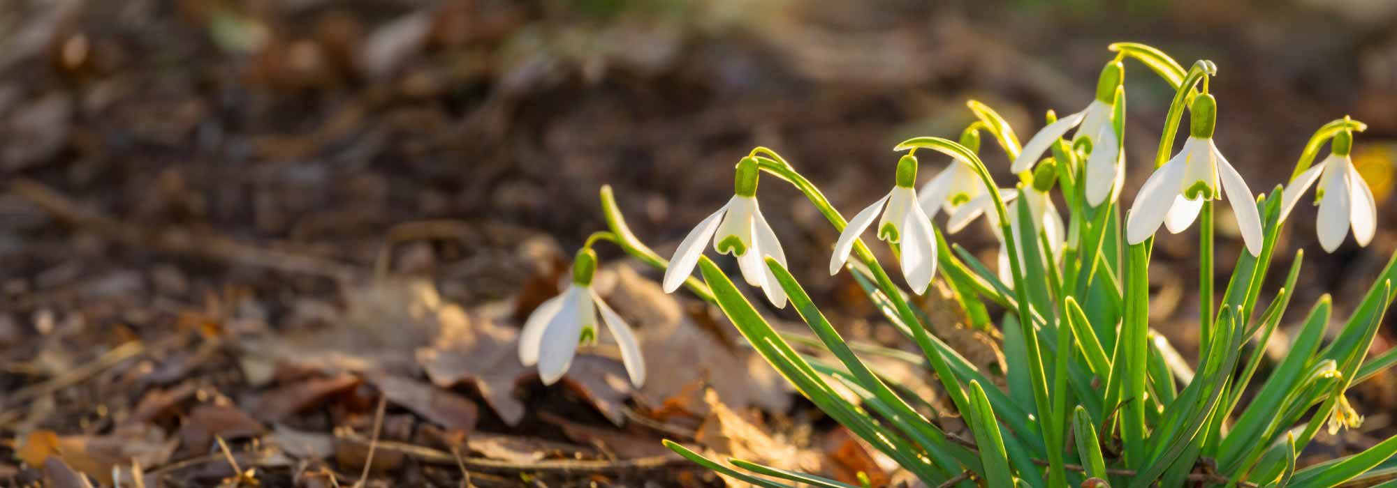 Schneeglöckchen nach der Blüte pflegen