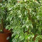 Ficus als Zimmerpflanze: Pflege und Kultivierung