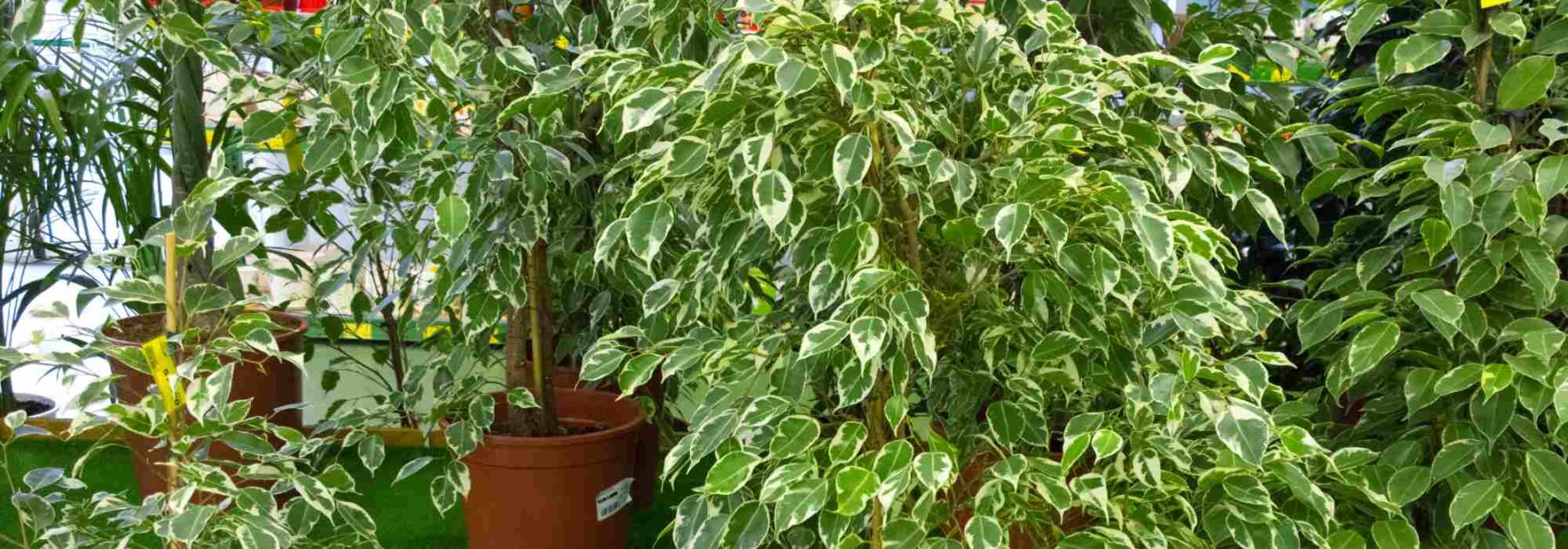 Zimmer-Ficus: Pflege und Kultivierung