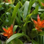 Guzmania: Pflege, Pflanzung und Tipps
