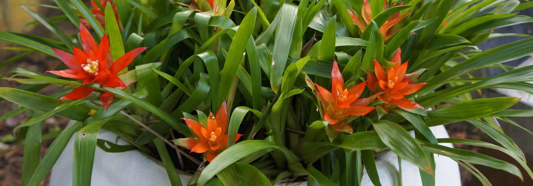 Guzmania: Pflege, Pflanzung und Tipps