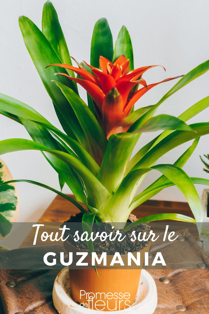Alles über die Guzmania erfahren