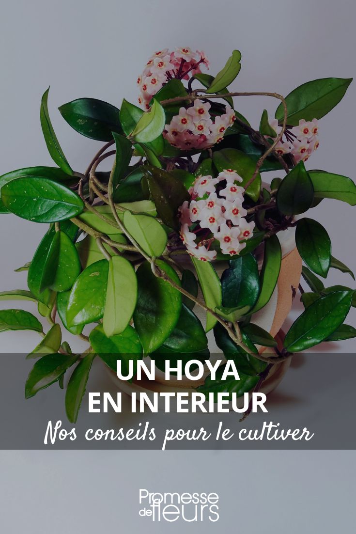 Fleischige Hoya