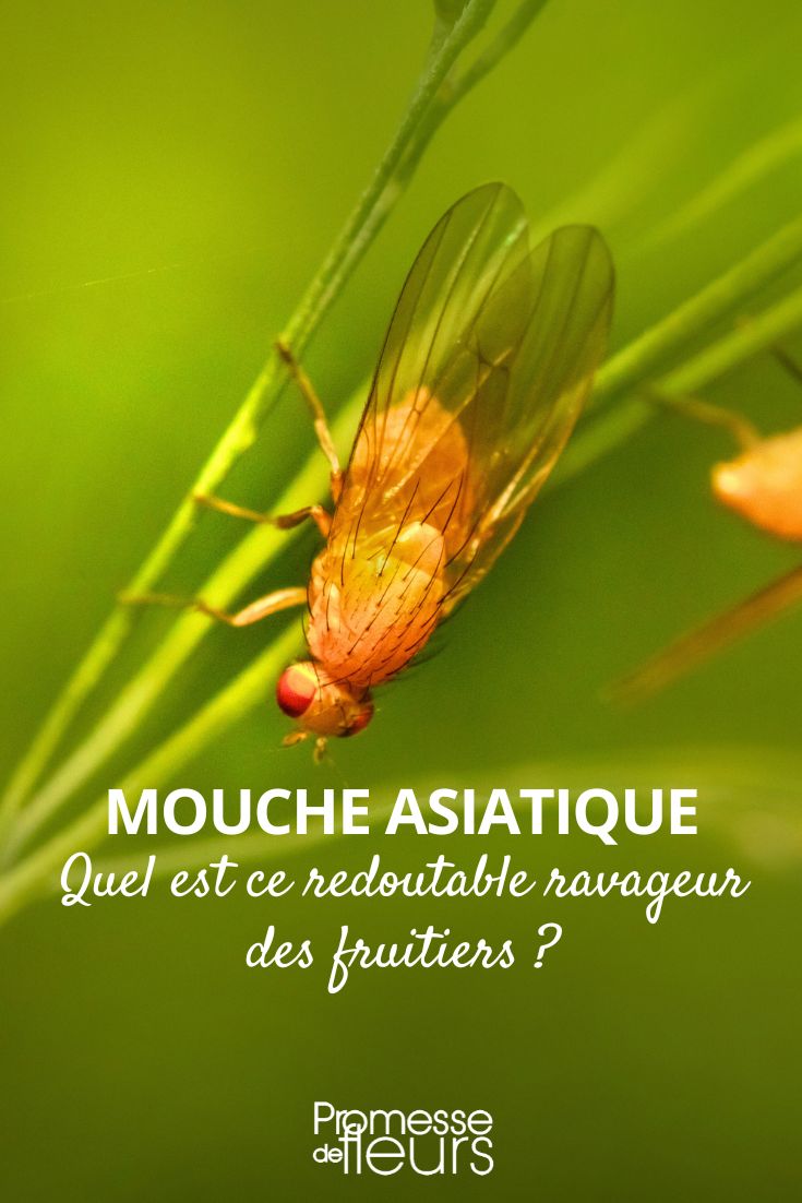 Drosophila suzukii (Kirschessigfliege)