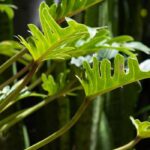 Philodendron: Pflege, Kultivierung und Tipps