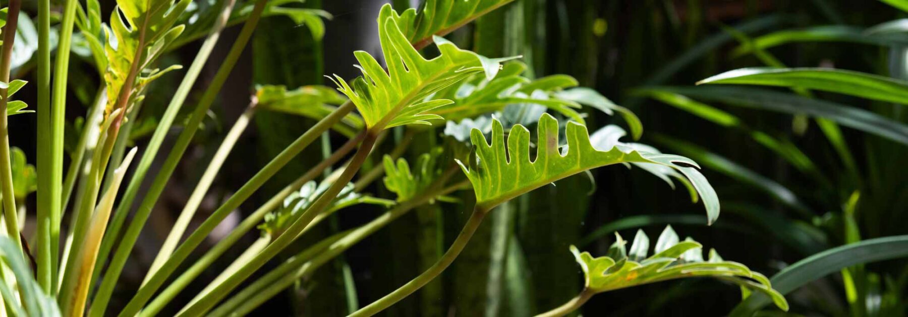 Philodendron: Pflege, Kultivierung und Tipps