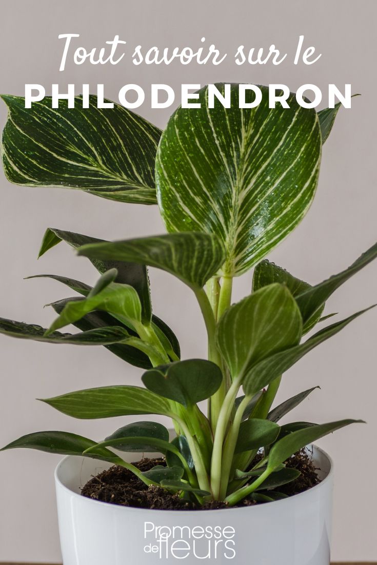 Philodendron Alles über den Philodendron
Der Philodendron ist eine der beliebtesten Zimmerpflanzen, die sowohl bei Anfängern als auch bei erfahrenen Pflanzenliebhabern geschätzt wird. Mit seiner beeindruckenden Vielfalt an Formen, Größen und Farben ist er eine Bereicherung für jedes Zuhause. In diesem Artikel erfahren Sie alles, was Sie über die Pflege, die verschiedenen Arten und die Besonderheiten dieser faszinierenden Pflanze wissen müssen.
### Herkunft und Eigenschaften
Der Philodendron gehört zur Familie der Aronstabgewächse (Araceae) und stammt ursprünglich aus den tropischen Regenwäldern Mittel- und Südamerikas. Es gibt über 400 verschiedene Arten, die von kletternden Rankpflanzen bis hin zu buschigen Sorten reichen. Die Blätter des Philodendrons sind oft groß, glänzend und in verschiedenen Grüntönen gefärbt, wobei einige Arten auch bunte oder rötliche Blätter aufweisen.
### Pflege des Philodendrons
#### Licht
Philodendren bevorzugen helles, indirektes Licht. Direkte Sonneneinstrahlung kann die Blätter verbrennen, während zu wenig Licht das Wachstum verlangsamt und die Blattfärbung beeinträchtigt.
#### Wasser
Gießen Sie den Philodendron regelmäßig, aber achten Sie darauf, dass die Erde zwischen den Wassergaben leicht antrocknet. Staunässe sollte vermieden werden, da dies zu Wurzelfäule führen kann.
#### Temperatur und Luftfeuchtigkeit
Diese tropische Pflanze gedeiht bei Temperaturen zwischen 18°C und 25°C und schätzt eine hohe Luftfeuchtigkeit. Besprühen Sie die Blätter gelegentlich mit Wasser oder stellen Sie die Pflanze auf eine mit Wasser gefüllte Schale mit Kieselsteinen, um die Luftfeuchtigkeit zu erhöhen.
#### Düngung
Während der Wachstumsperiode (Frühling und Sommer) sollten Sie den Philodendron alle zwei Wochen mit einem flüssigen Zimmerpflanzendünger versorgen. Im Herbst und Winter reicht eine monatliche Düngung aus.
### Beliebte Philodendron-Arten
1. **Philodendron scandens (Kletternder Philodendron)**: Eine robuste und pflegeleichte Art, die sich ideal für Anfänger eignet. Sie kann als Hängepflanze oder Kletterpflanze gezogen werden.
2. **Philodendron bipinnatifidum (Baumphilodendron)**: Diese Art zeichnet sich durch ihre großen, tief eingeschnittenen Blätter aus und kann zu einer beeindruckenden Zimmerpflanze heranwachsen.
3. **Philodendron xanadu**: Mit seinen dichten, buschigen Wuchs und den tief gelappten Blättern ist der Xanadu eine beliebte Wahl für Innenräume.
4. **Philodendron gloriosum**: Diese Art ist bekannt für ihre herzförmigen, samtigen Blätter mit auffälligen weißen Adern.
### Vermehrung
Philodendren lassen sich leicht durch Stecklinge vermehren. Schneiden Sie einfach einen Stiel mit mindestens einem Blatt und einem Luftwurzelknoten ab und setzen Sie ihn in Wasser oder direkt in die Erde. Innerhalb weniger Wochen bilden sich neue Wurzeln.
### Häufige Probleme
- **Gelbe Blätter**: Oft ein Zeichen von Überwässerung oder Nährstoffmangel.
- **Braune Blattspitzen**: Kann auf zu niedrige Luftfeuchtigkeit oder zu viel Dünger hinweisen.
- **Schädlinge**: Spinnmilben, Schildläuse und Wollläuse können gelegentlich auftreten. Regelmäßiges Abwischen der Blätter und die Verwendung von natürlichen Schädlingsbekämpfungsmitteln können helfen.
### Fazit
Der Philodendron ist eine vielseitige und pflegeleichte Pflanze, die mit ihrer Schönheit und Anpassungsfähigkeit überzeugt. Ob als Kletterpflanze, Hängepflanze oder buschige Zimmerpflanze – der Philodendron bringt ein Stück Tropen in Ihr Zuhause. Mit der richtigen Pflege und Aufmerksamkeit wird er Sie mit üppigem Wachstum und gesunden Blättern belohnen.