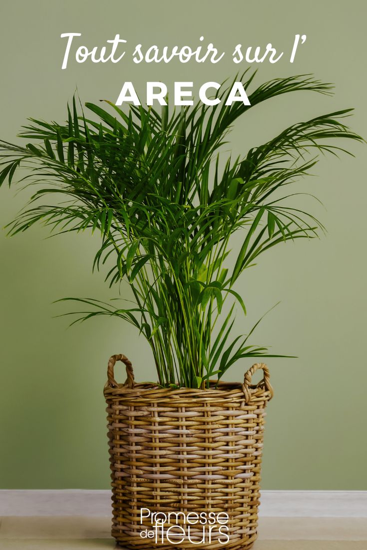 Areca Areca: Anbau, Pflanzung und Pflege der Zimmerpalme