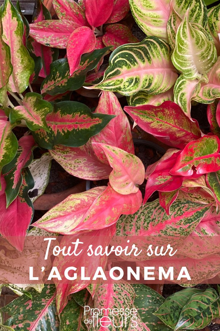 Aglaonema: Pflanzung, Pflege und Kultivierung Aglaonema-Pflanzen