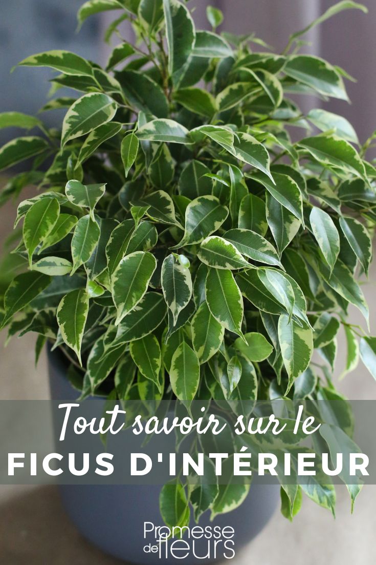 Ficus - Alles, was Sie wissen müssen Zimmer-Ficus: Pflege und Kultivierung