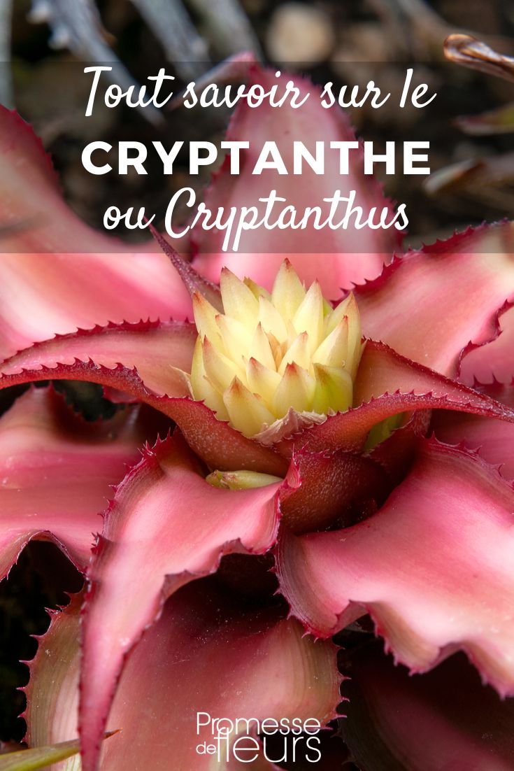 Cryptanthus - Cryptanthe: Pflege und Kultivierung