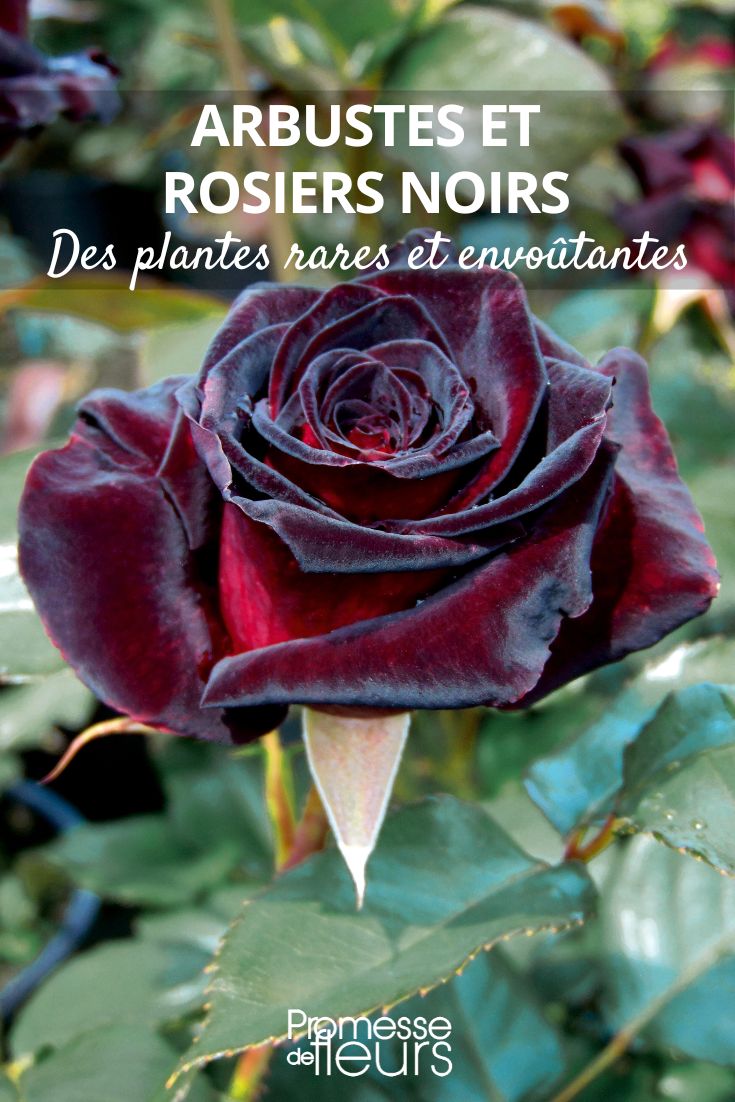 Rosenstock Black Baccara