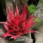 Aechmea: Pflanzung, Pflege und Kultivierung