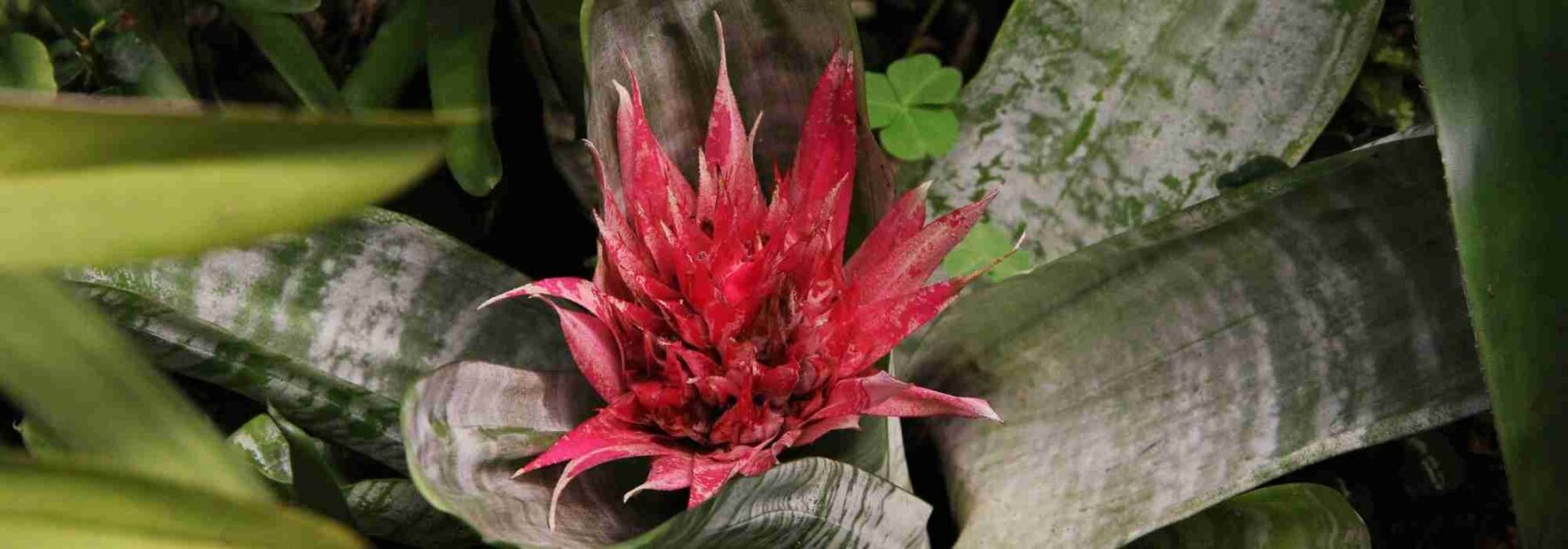 Aechmea: Pflanzung, Pflege und Kultivierung