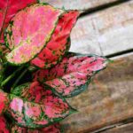 Aglaonema: Pflanzung, Pflege und Kultivierung