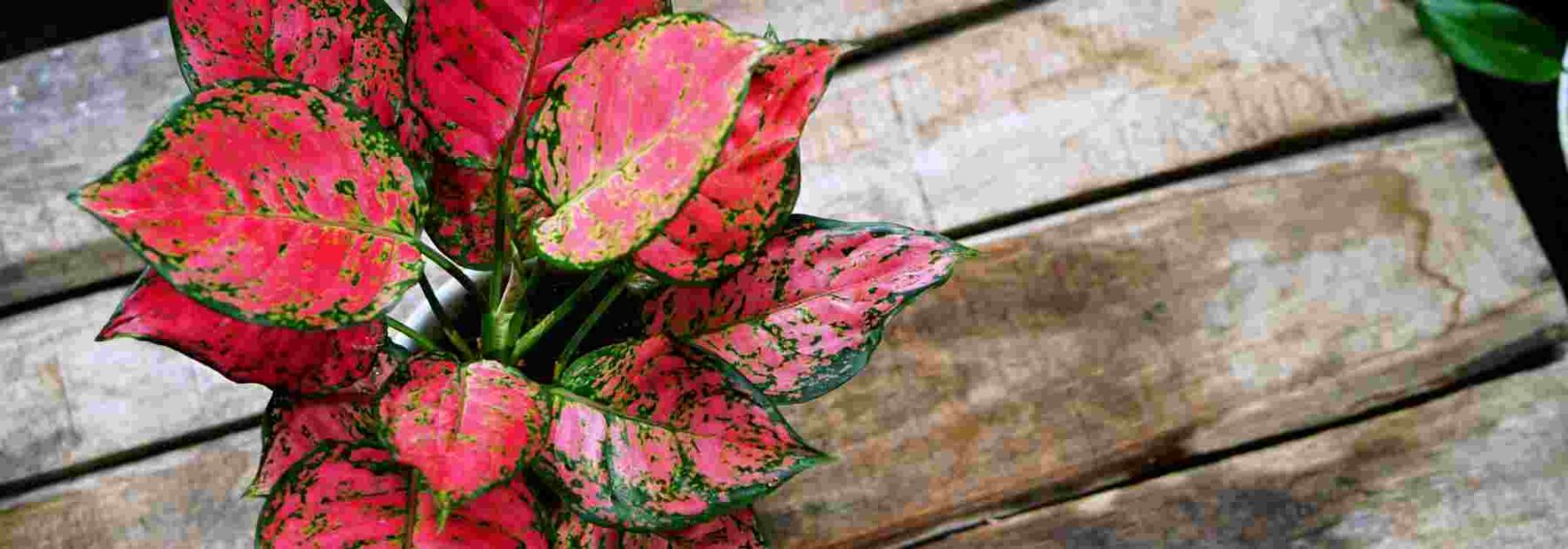 Aglaonema: Pflanzung, Pflege und Kultivierung