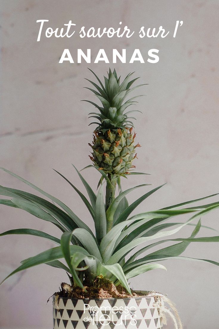 Ananas im Topf Ananas: Pflanzung, Pflege und Vermehrung