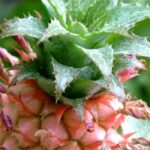 Ananas: Pflanzung, Pflege und Vermehrung