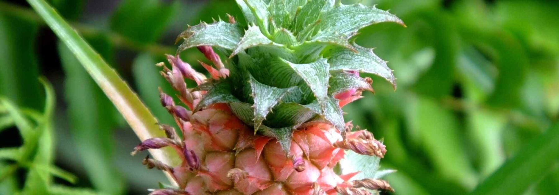 Ananas: Pflanzung, Pflege und Vermehrung
