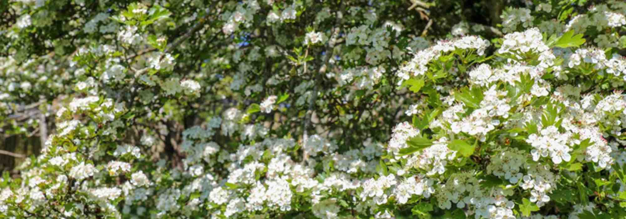 Unverzichtbarer Weißdorn mit weißen Blüten für den Garten