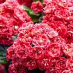 Rosa und rot blühender Weißdorn entdecken