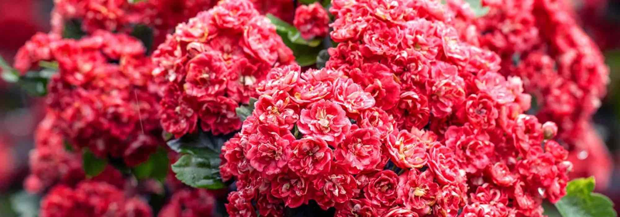 Rosa und rot blühender Weißdorn entdecken