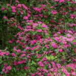 Weißdorn für den Garten: die richtige Wahl