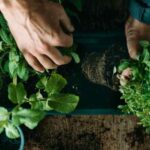 Wie pflanzt man aromatische Pflanzen im Garten?