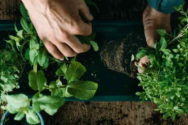 Wie pflanzt man aromatische Pflanzen im Garten?