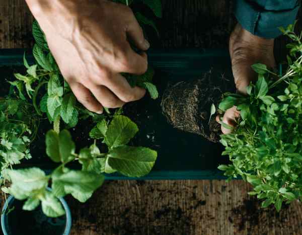 Wie pflanzt man aromatische Pflanzen im Garten?