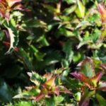 Zwerg-Stechpalmen: Struktur für Garten und Terrasse