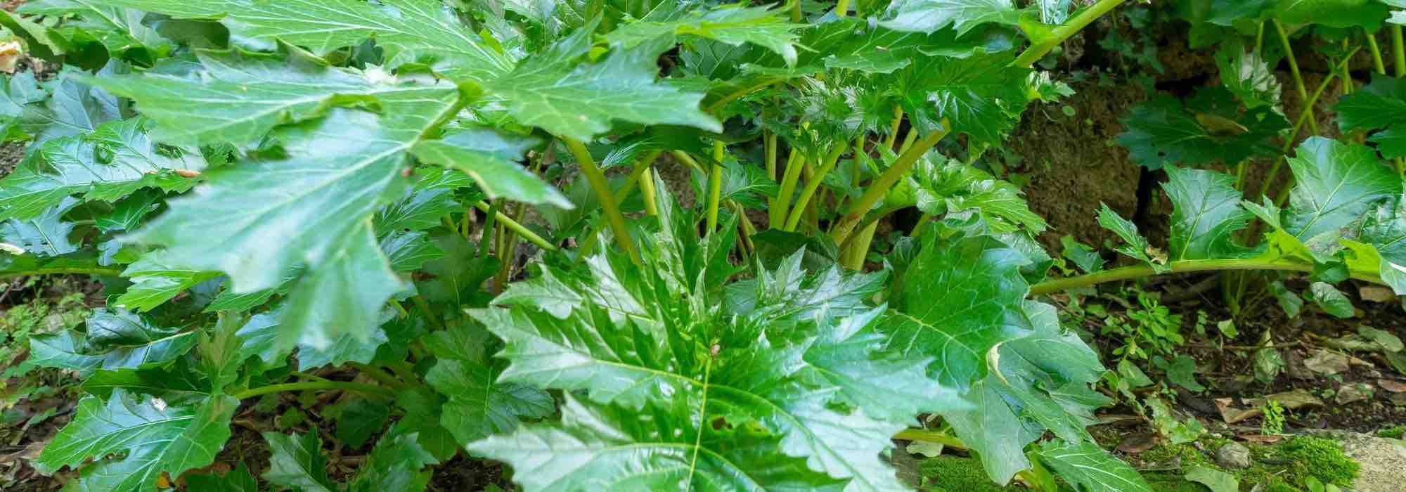 Krankheiten und Parasiten des Akanthus
