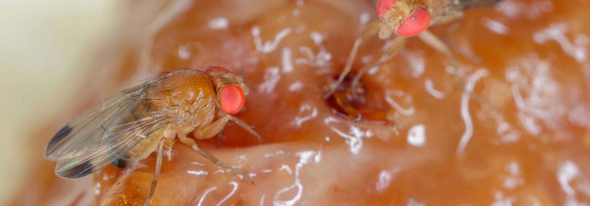 Asiatische Fliege: gefährlicher Obstschädling?