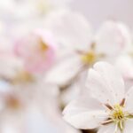 Welche weißen Zierkirschbäume für den Garten?