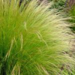 Federgras: Welche Sorte für den Garten?