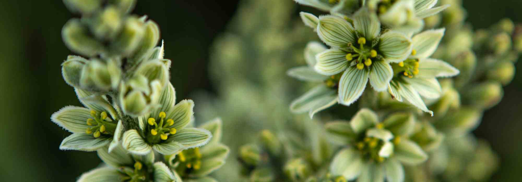 Stauden mit grünen Blüten: Juwelen der Pflanzenwelt