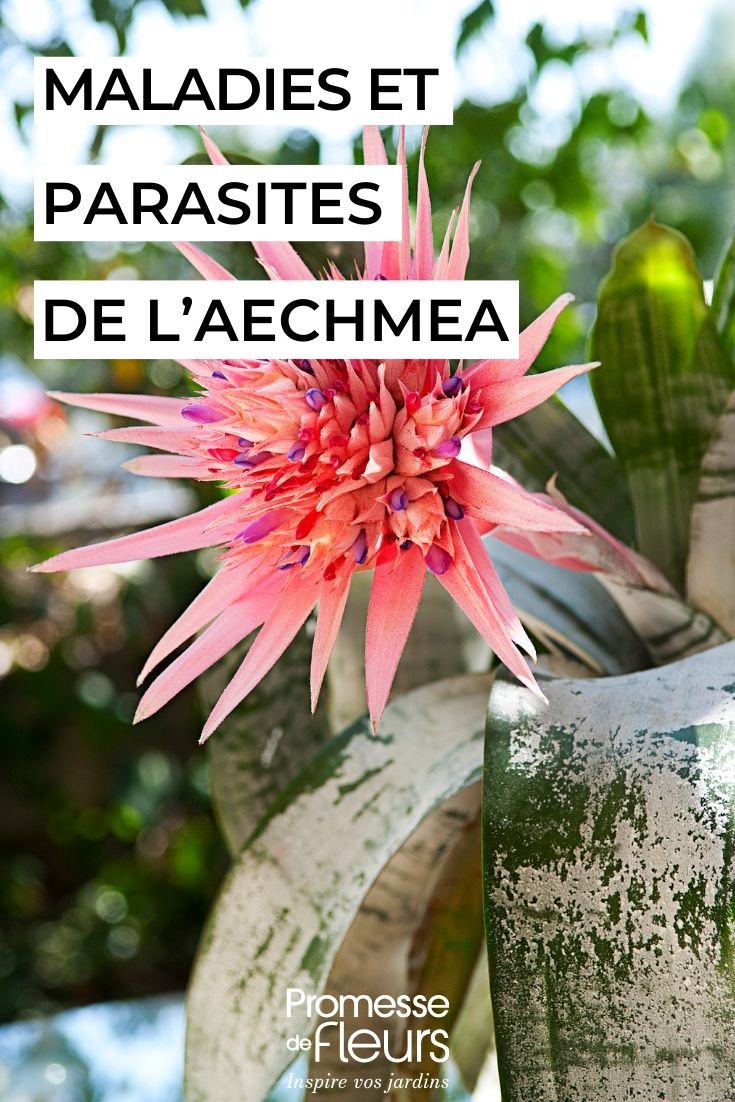 die Aechmea pflegen